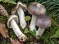 Tricholoma portentosum
