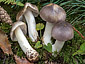 Tricholoma portentosum