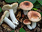 Russula convivialis