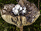 Asterophora lycoperdoides