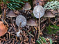 Mycena abramsii