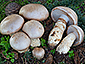 Cortinarius herculeus