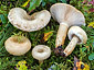 Lactarius olivinus