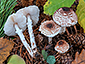 Lepiota clypeolarioides