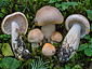 Hygrophorus pudorinus