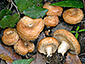 Lactarius mairei