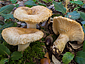 Lactarius mairei