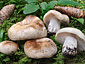 Russula adusta