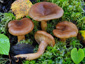 Lactarius hysginoides