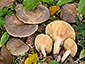 Lactarius pterosporus