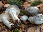 Hygrophorus marzuolus