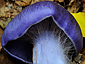 Cortinarius caerulescens s.l.