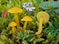 Hygrocybe glutinipes var. glutinipes