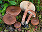 Lactarius rufus