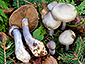 Cortinarius emunctus