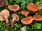 Lactarius camphoratus