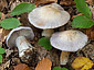 Cortinarius caerulescens