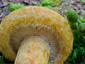 Lactarius repraesentaneus