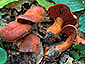 Cortinarius cinnabarinus