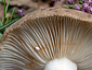 Lactarius azonites fo. azonites