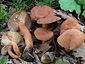 Lactarius lacunarum