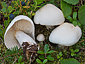 Tricholoma stiparophyllum