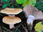 Lactarius sanguifluus