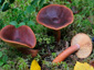 Lactarius sphagneti