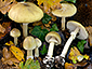 Amanita phalloides