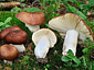 Russula integra