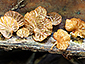 Campanella pustulata