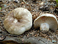 Russula adusta