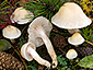 Hygrophorus gliocyclus