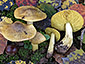 Tricholoma frondosae