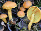 Pholiota flammans