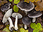 Tricholoma orirubens