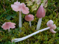 Hygrocybe calyptriformis