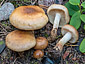 Pholiota mixta