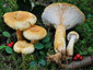 Lactarius tuomikoskii