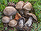 Cortinarius infractus