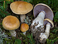 Cortinarius varius