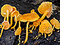 Favolaschia calocera