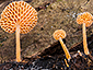 Favolaschia calocera