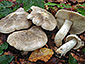 Tricholoma filamentosum