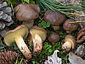 Suillus collinitus