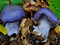 Cortinarius caerulescens s.l.