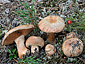 Cortinarius areni-silvae