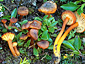 Hygrocybe turunda