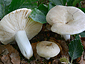 Russula faustiana