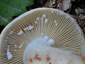 Lactarius azonites fo. azonites